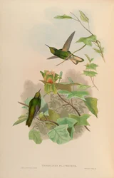 Panoplites flavescens = Boissonneaua flavescens